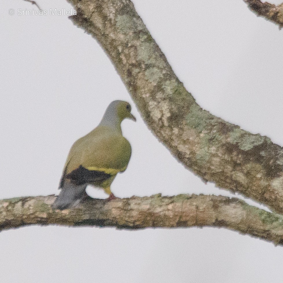 Orange-breasted Green-Pigeon - ML579528301