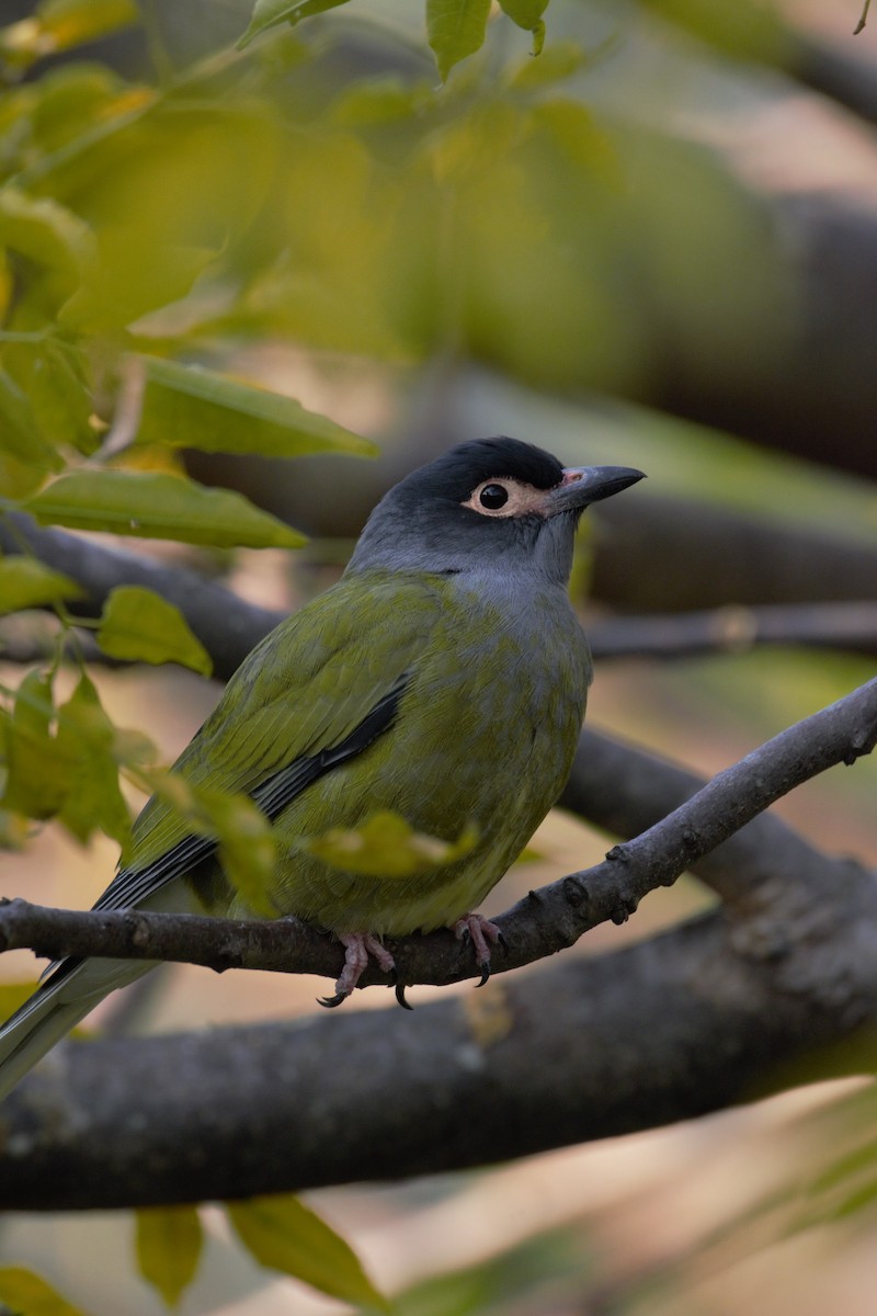 Australasian Figbird - ML579528621