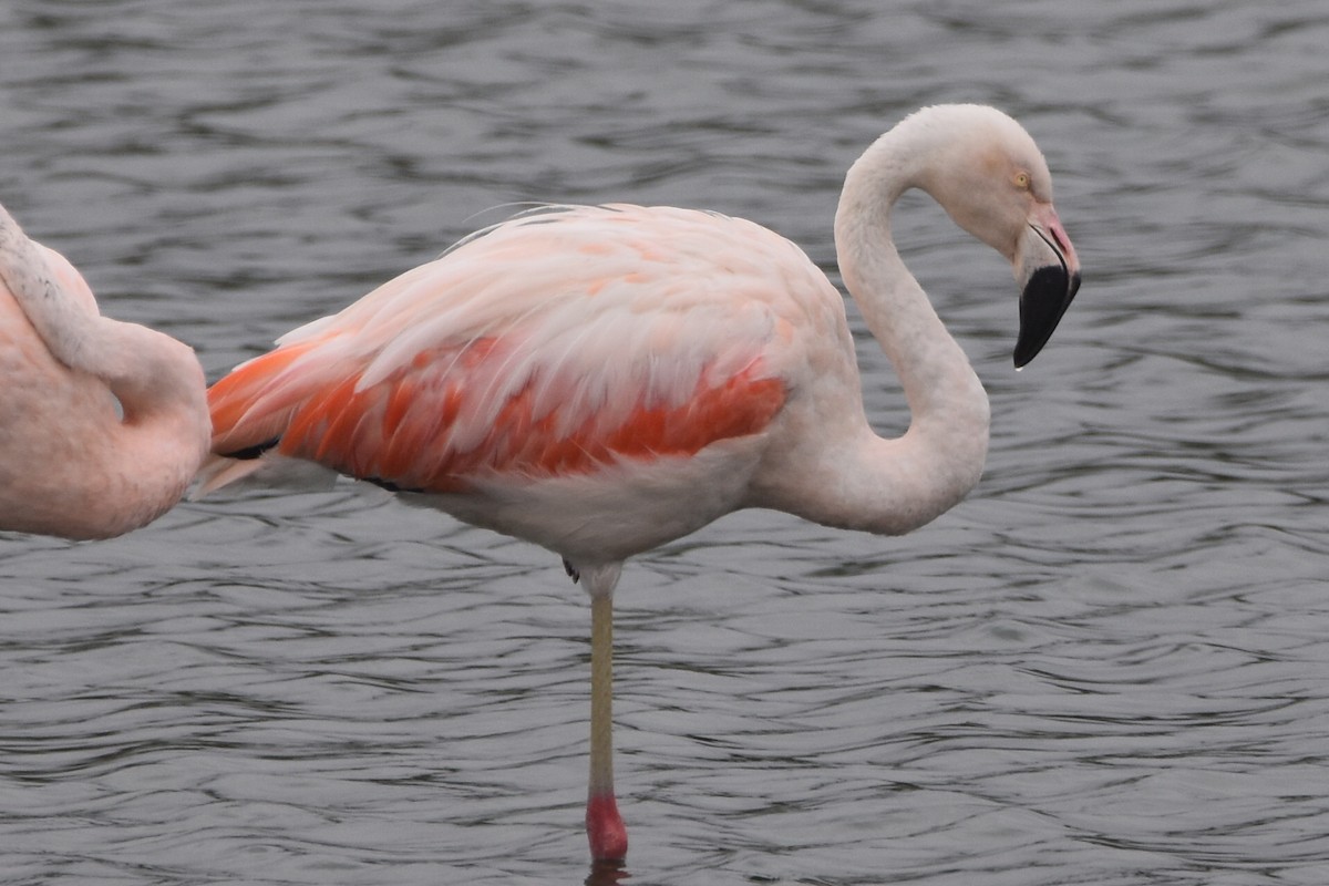 Şili Flamingosu - ML579529351