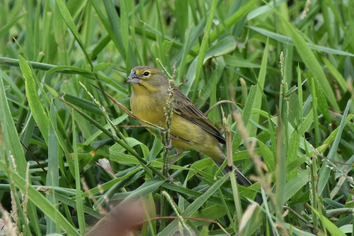 Grassland Yellow-Finch - ML579529401