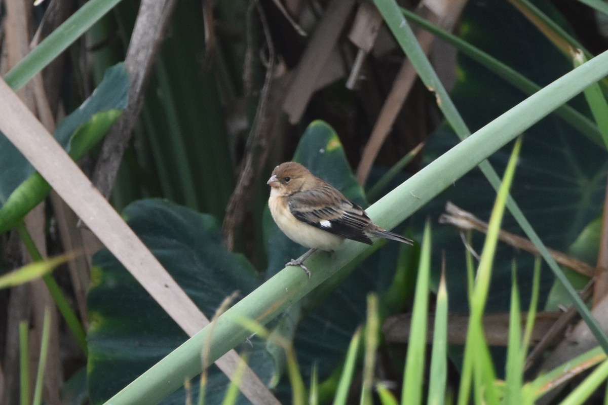 Chestnut-throated Seedeater - ML579529451
