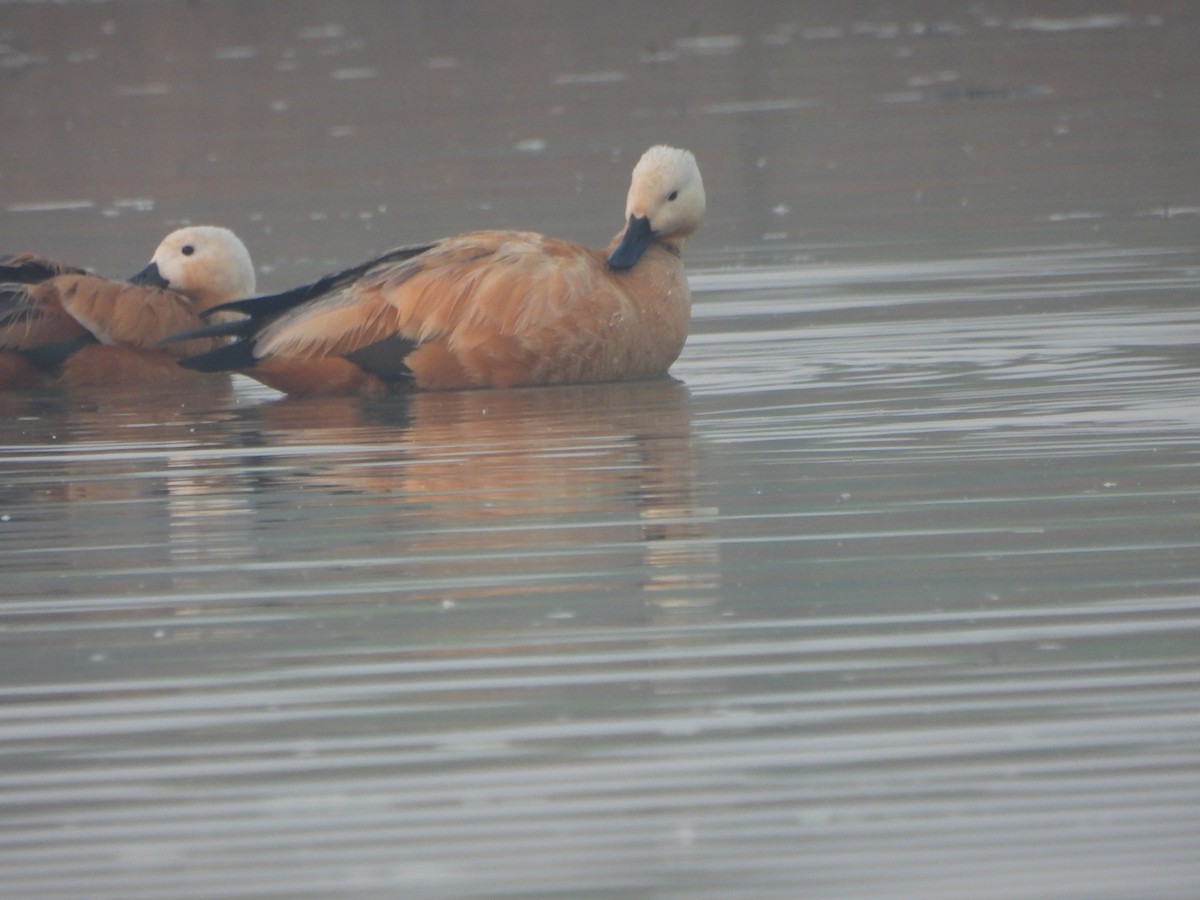 Ruddy Shelduck - Srushti Bokil