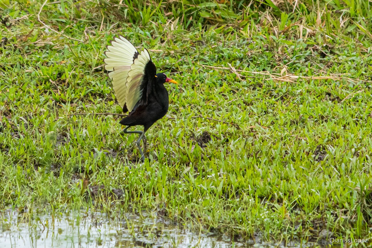 Wattled Jacana - ML579529591