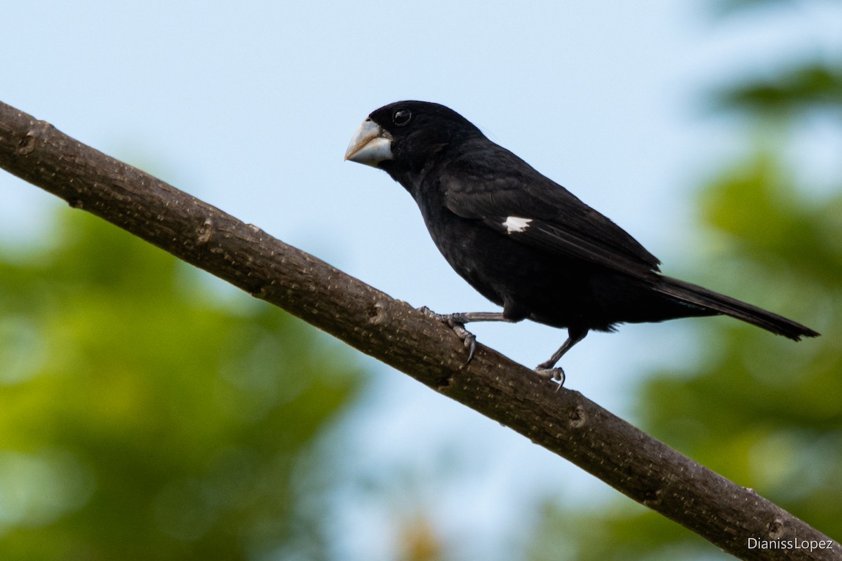 Large-billed Seed-Finch - ML579529671