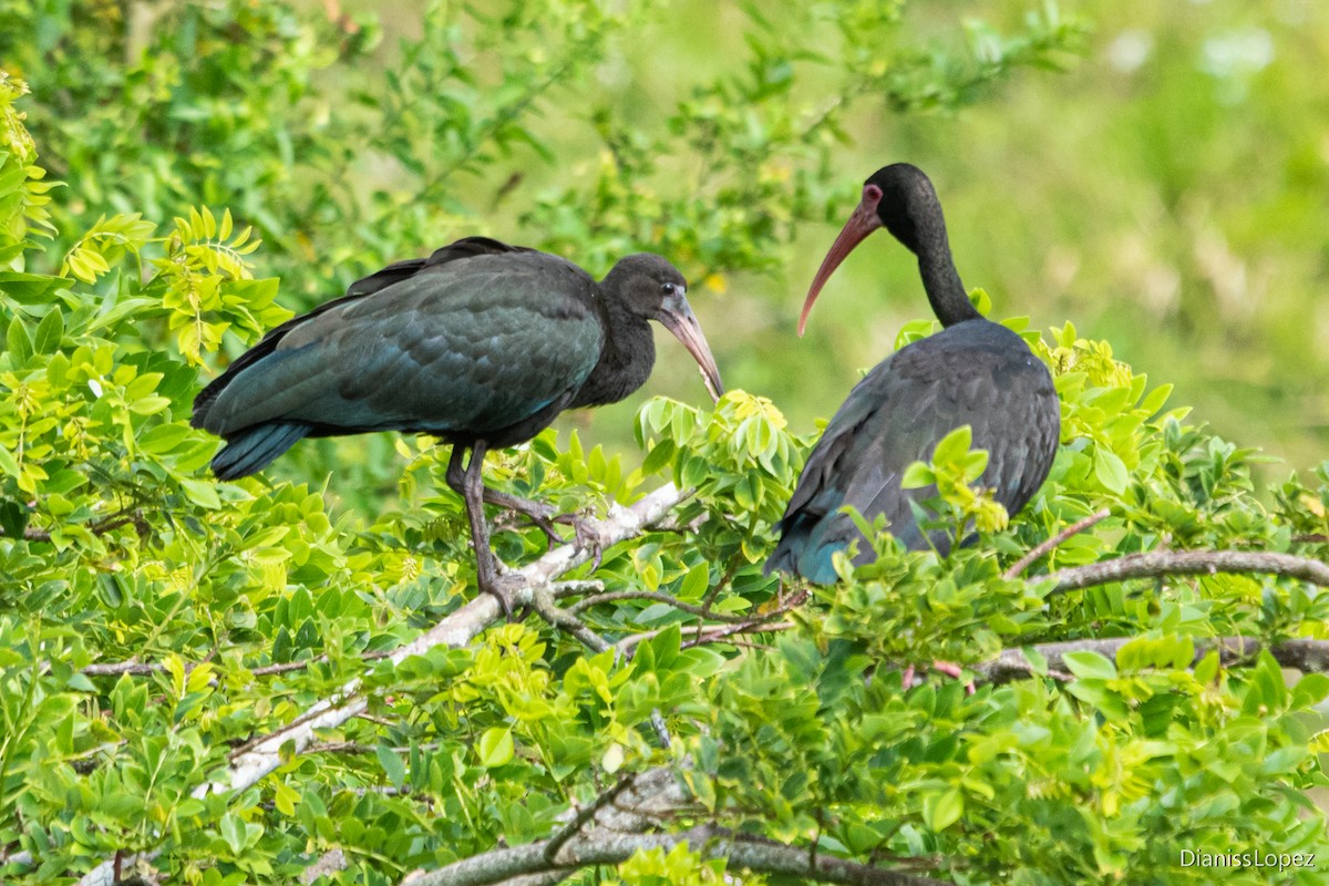 rødmaskeibis - ML579529711