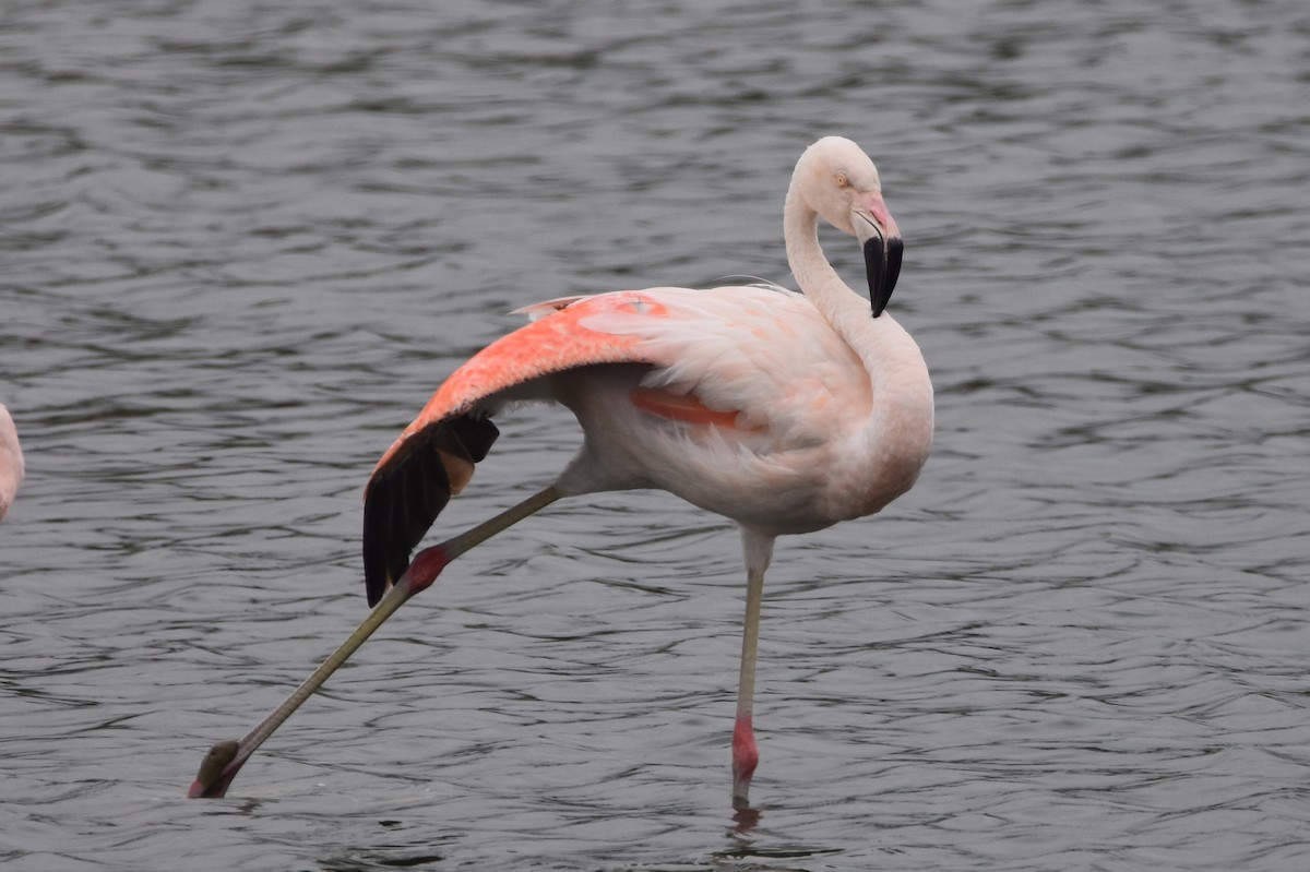 Chilean Flamingo - ML579529841