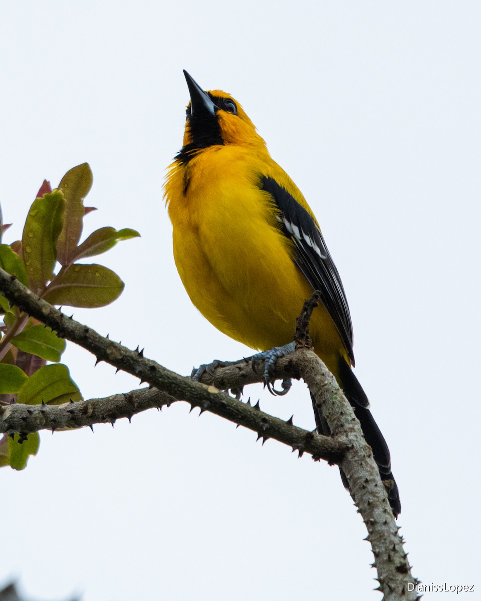 Yellow Oriole - ML579530111