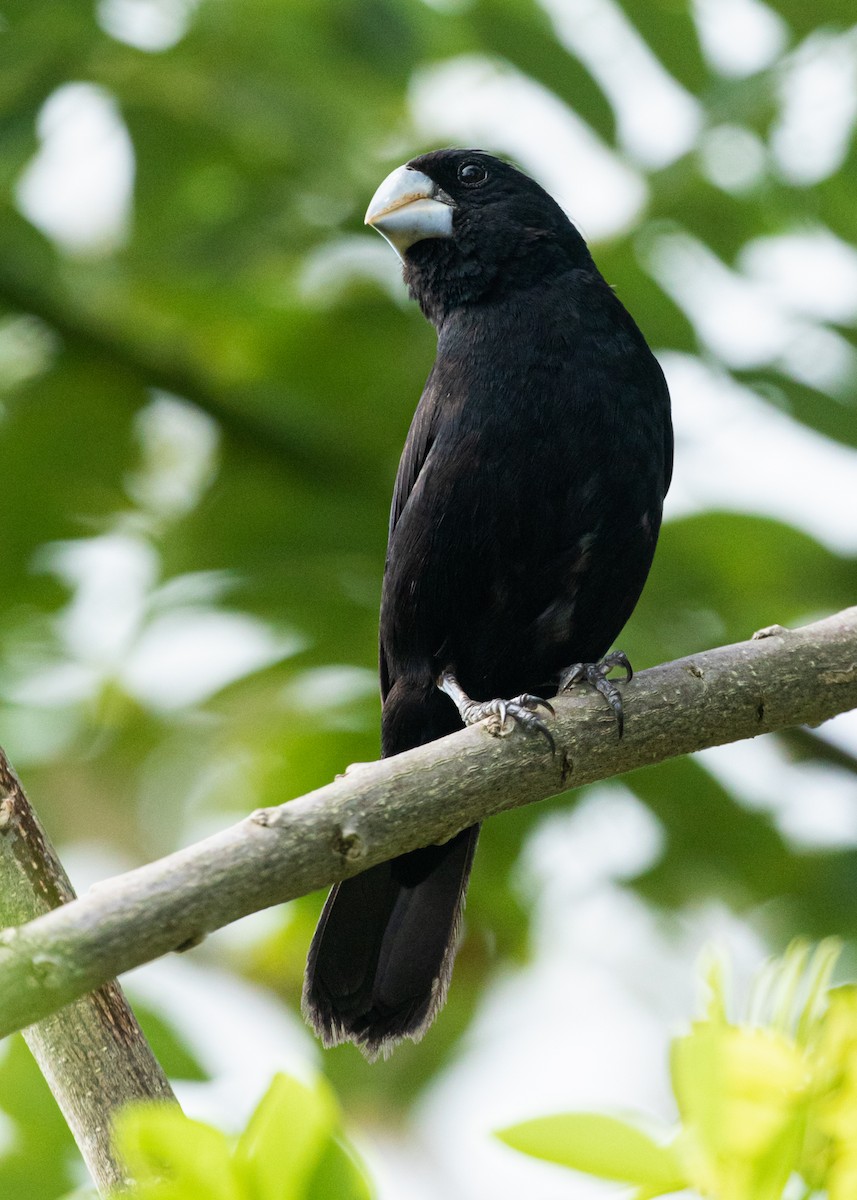 Large-billed Seed-Finch - ML579530441