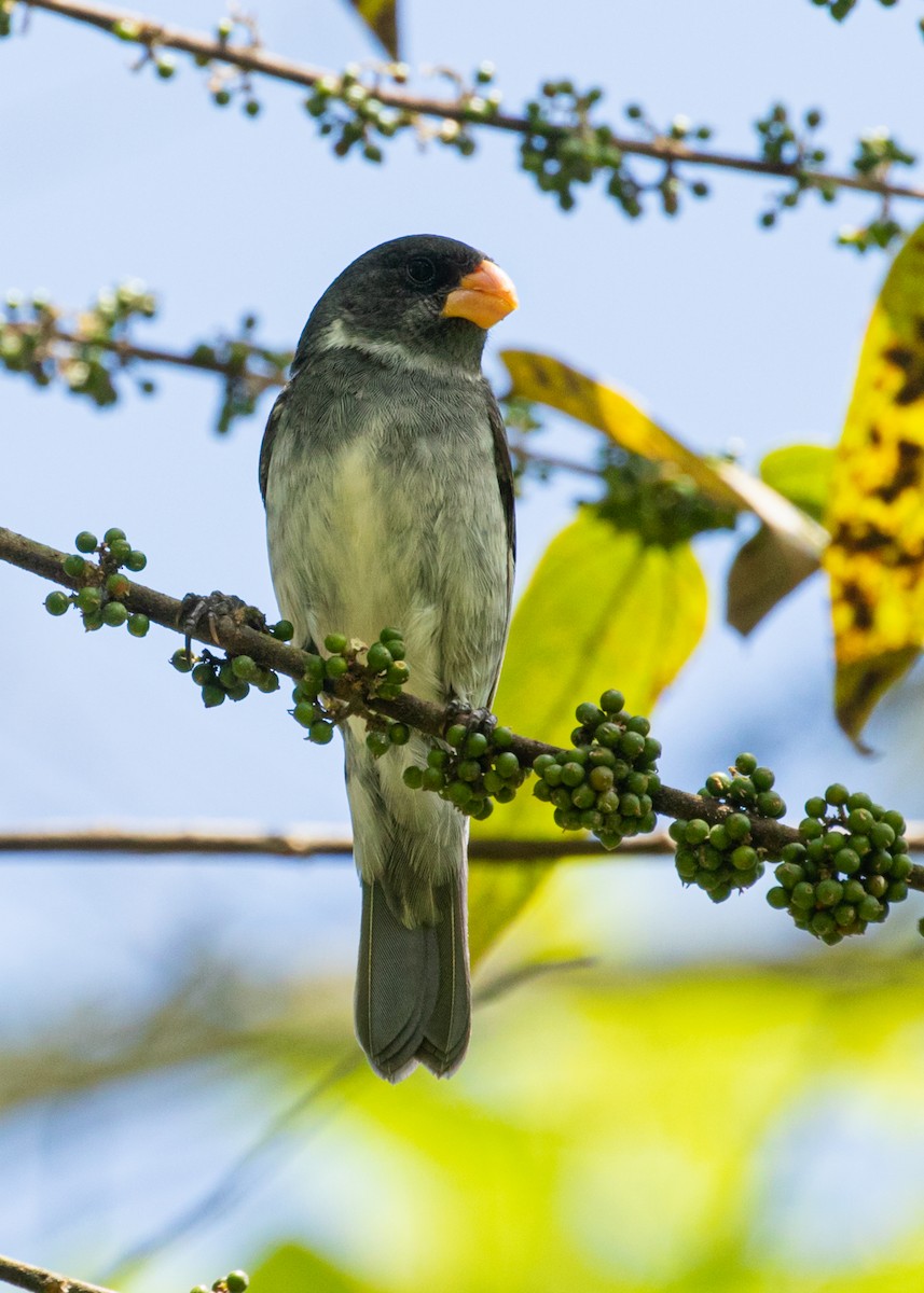 Gray Seedeater - ML579530561