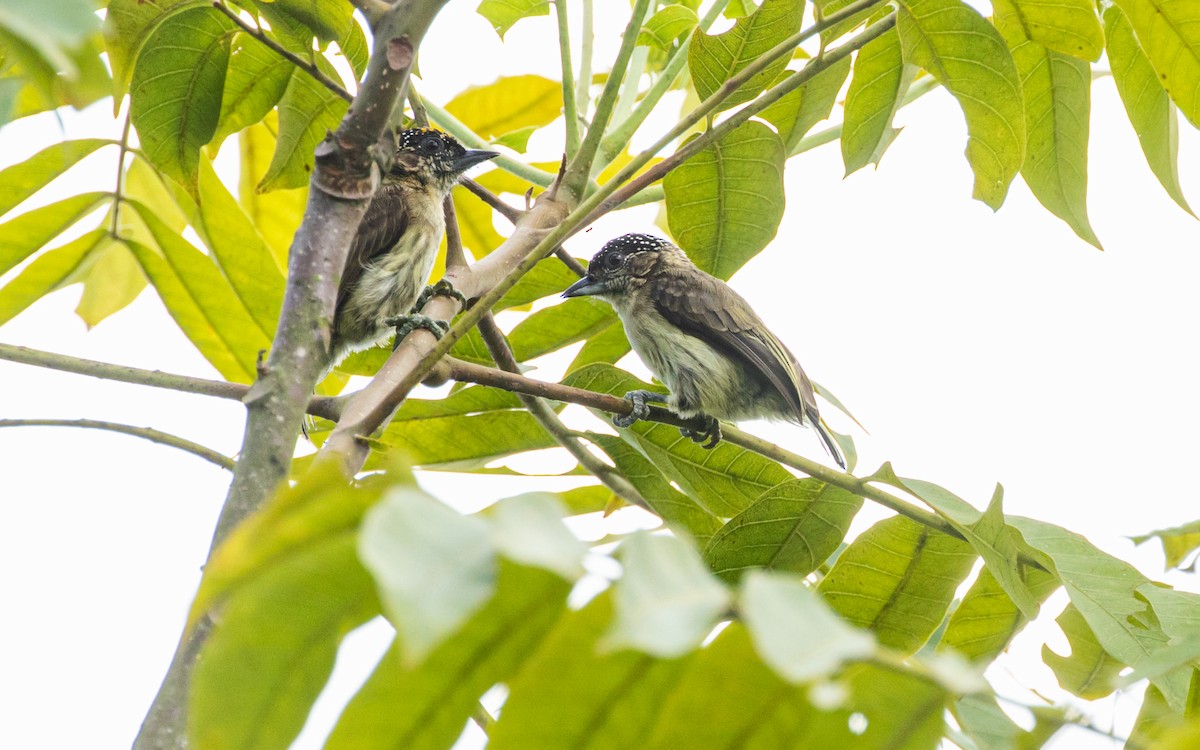 Grayish Piculet - ML579530631