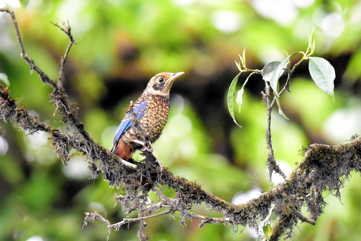 Chestnut-bellied Rock-Thrush - Ajoy Kumar Dawn