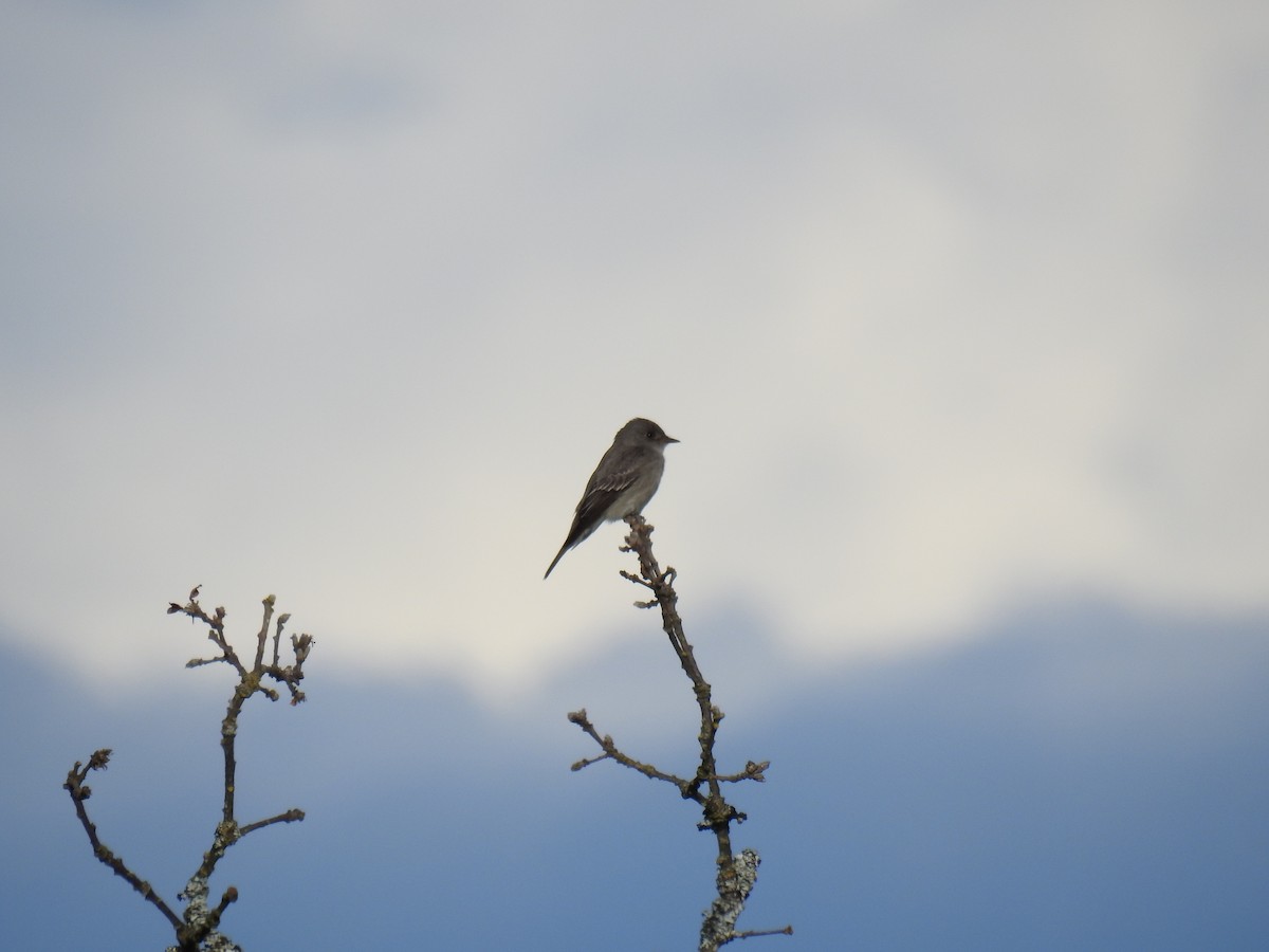 Western Wood-Pewee - ML57953161