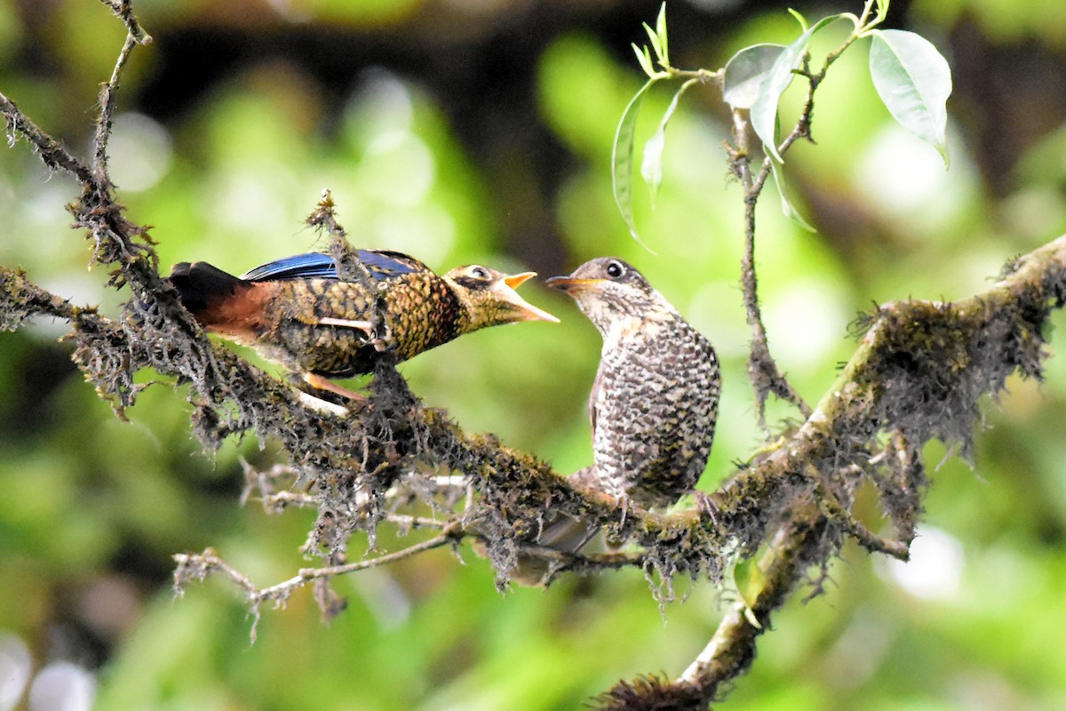 Chestnut-bellied Rock-Thrush - Ajoy Kumar Dawn