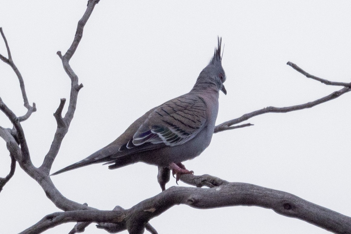 Crested Pigeon - ML579532531
