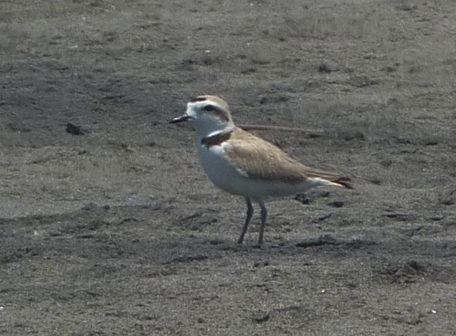 Snowy Plover - ML579532641