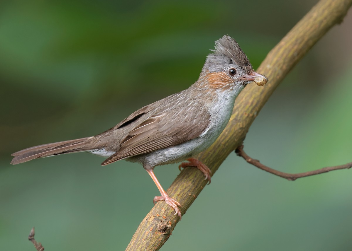 Striated Yuhina - Ayuwat Jearwattanakanok