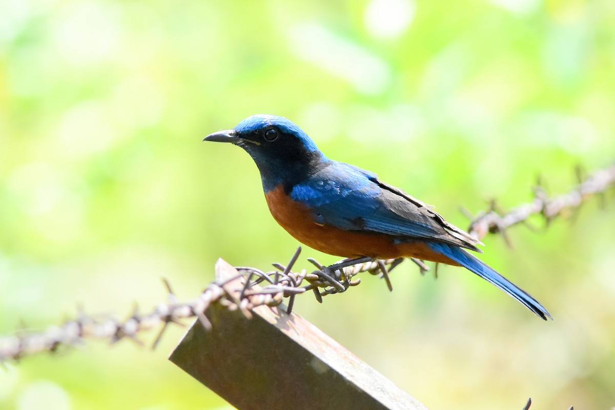 Chestnut-bellied Rock-Thrush - Ajoy Kumar Dawn