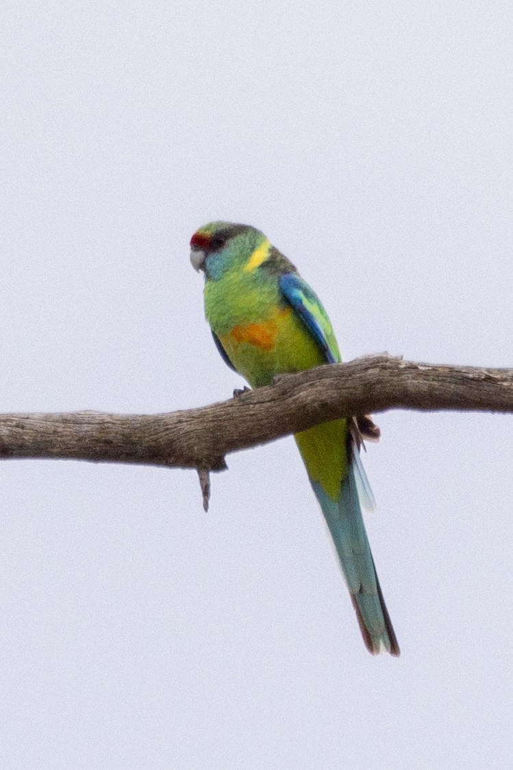 Australian Ringneck - Richard and Margaret Alcorn