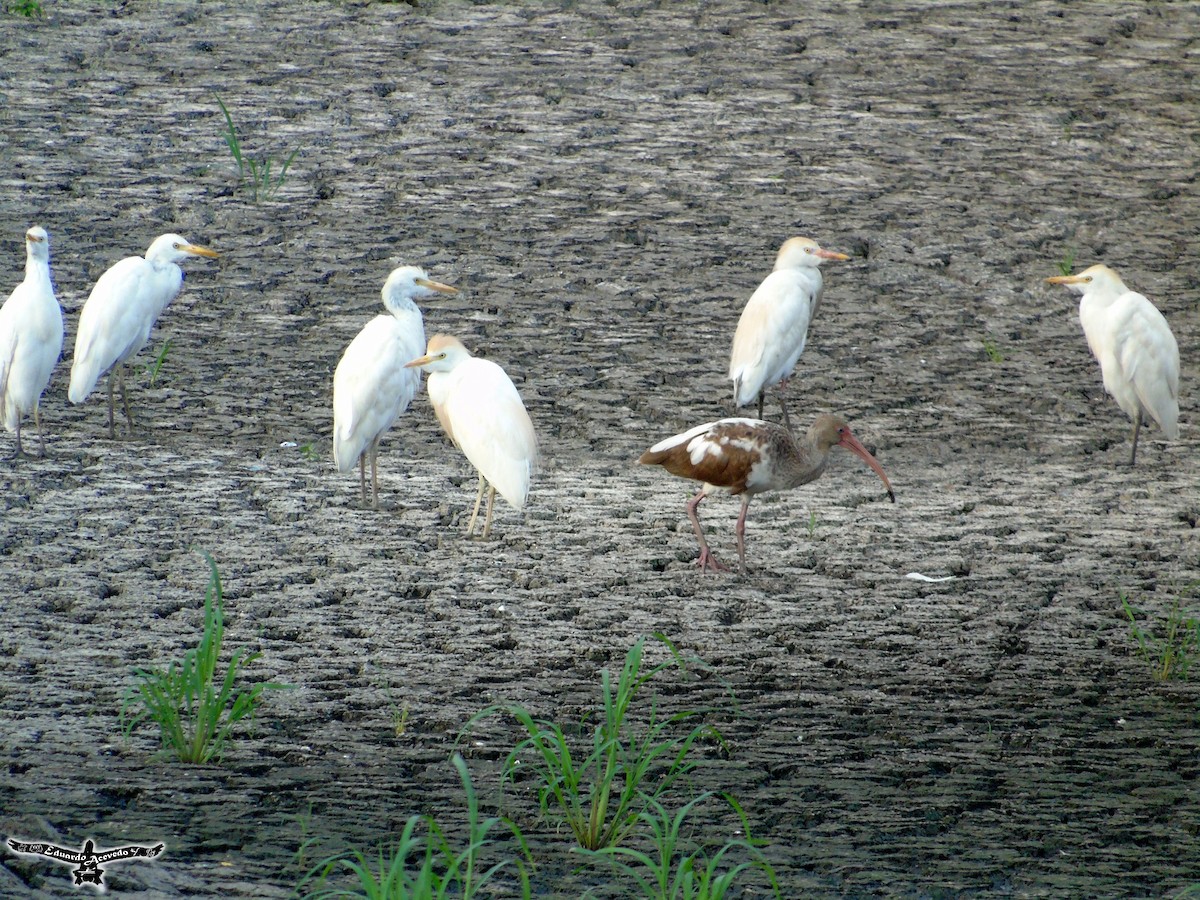 White Ibis - Eduardo Acevedo