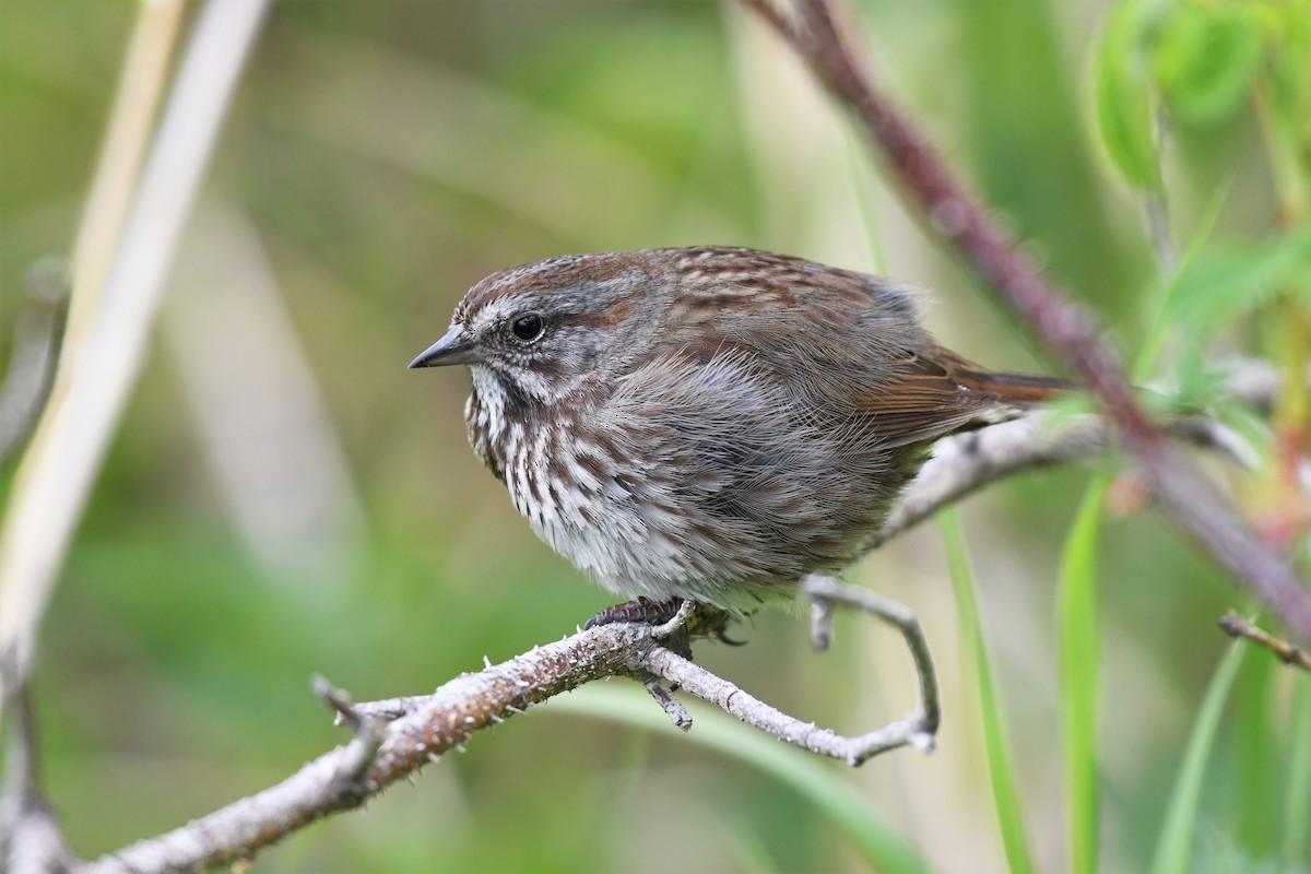 Song Sparrow (rufina Group) - ML579533621