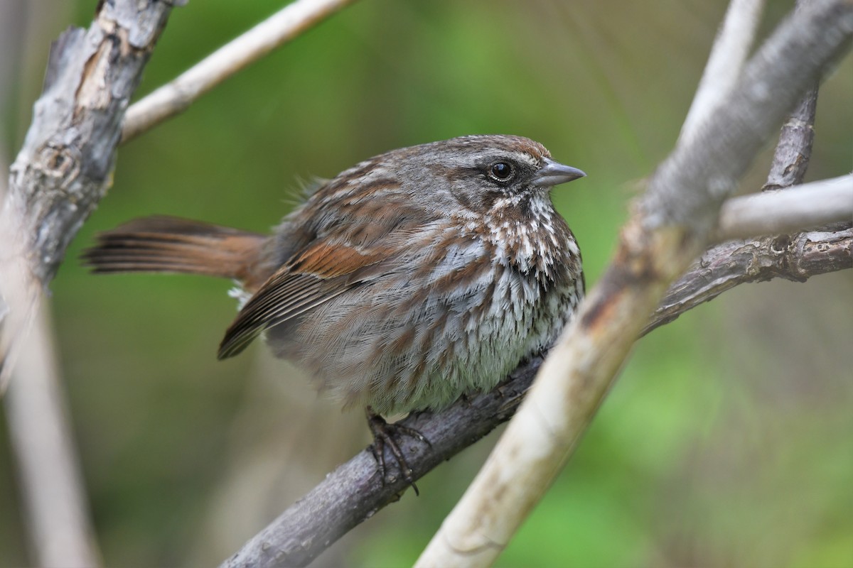 Song Sparrow (rufina Group) - Timothy Piranian