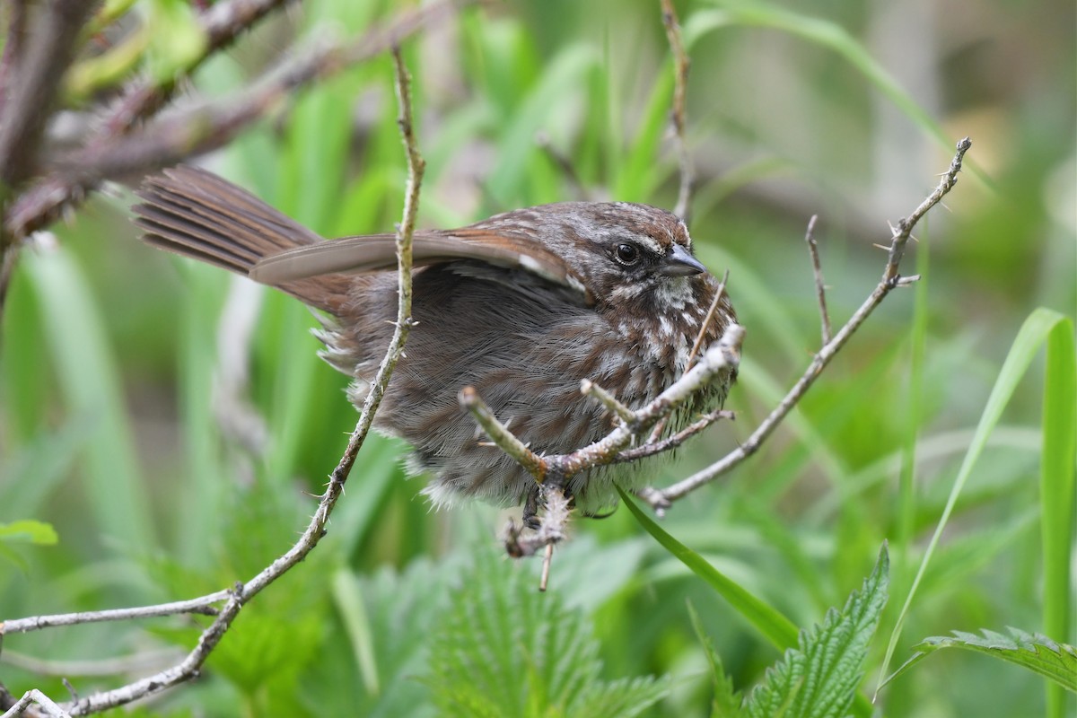 Song Sparrow (rufina Group) - ML579533641