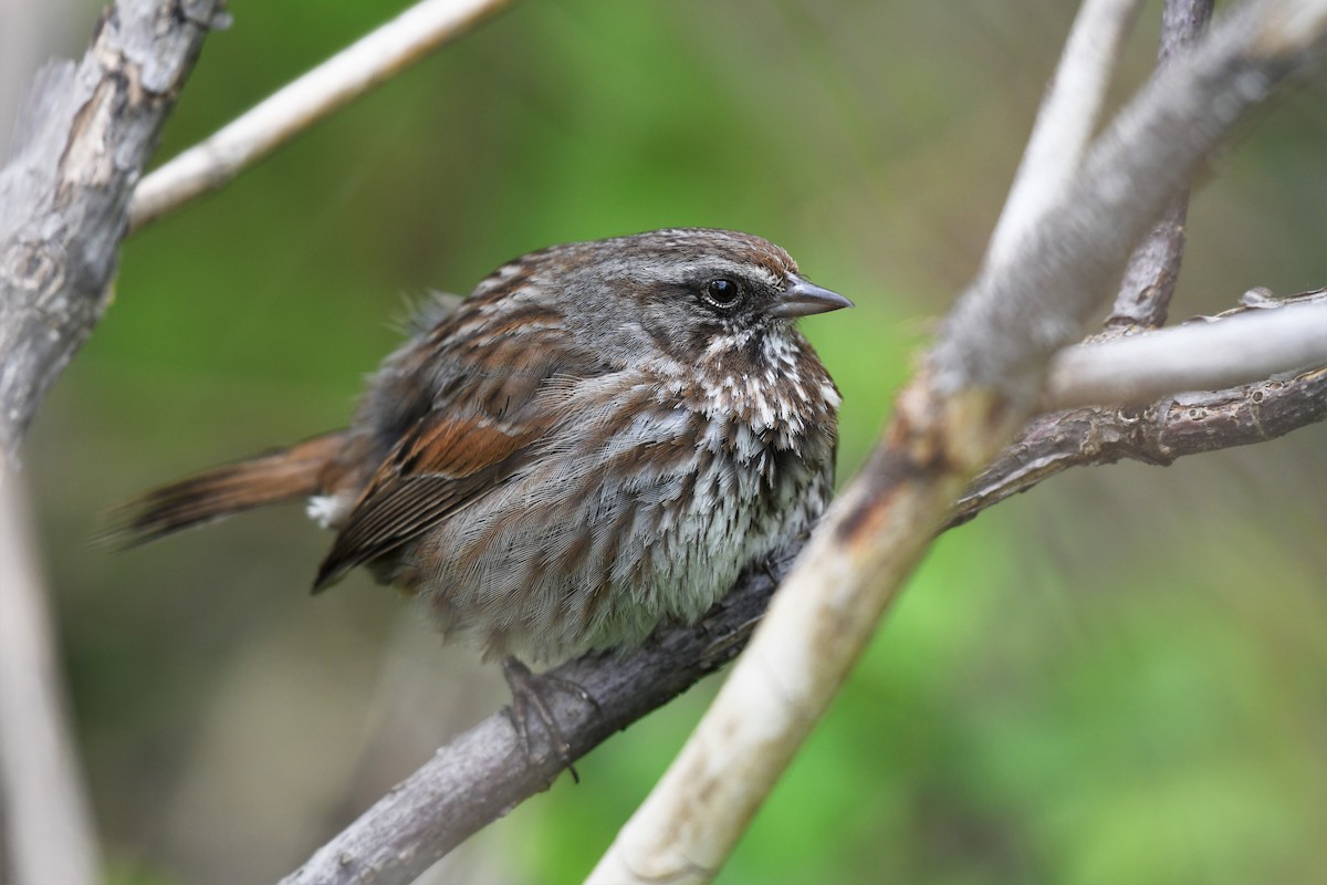 Song Sparrow (rufina Group) - ML579533651