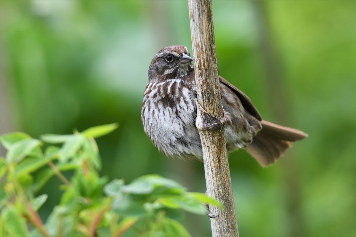 Song Sparrow (rufina Group) - ML579533661