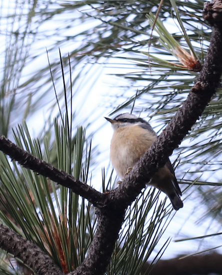 Red-breasted Nuthatch - ML579534221