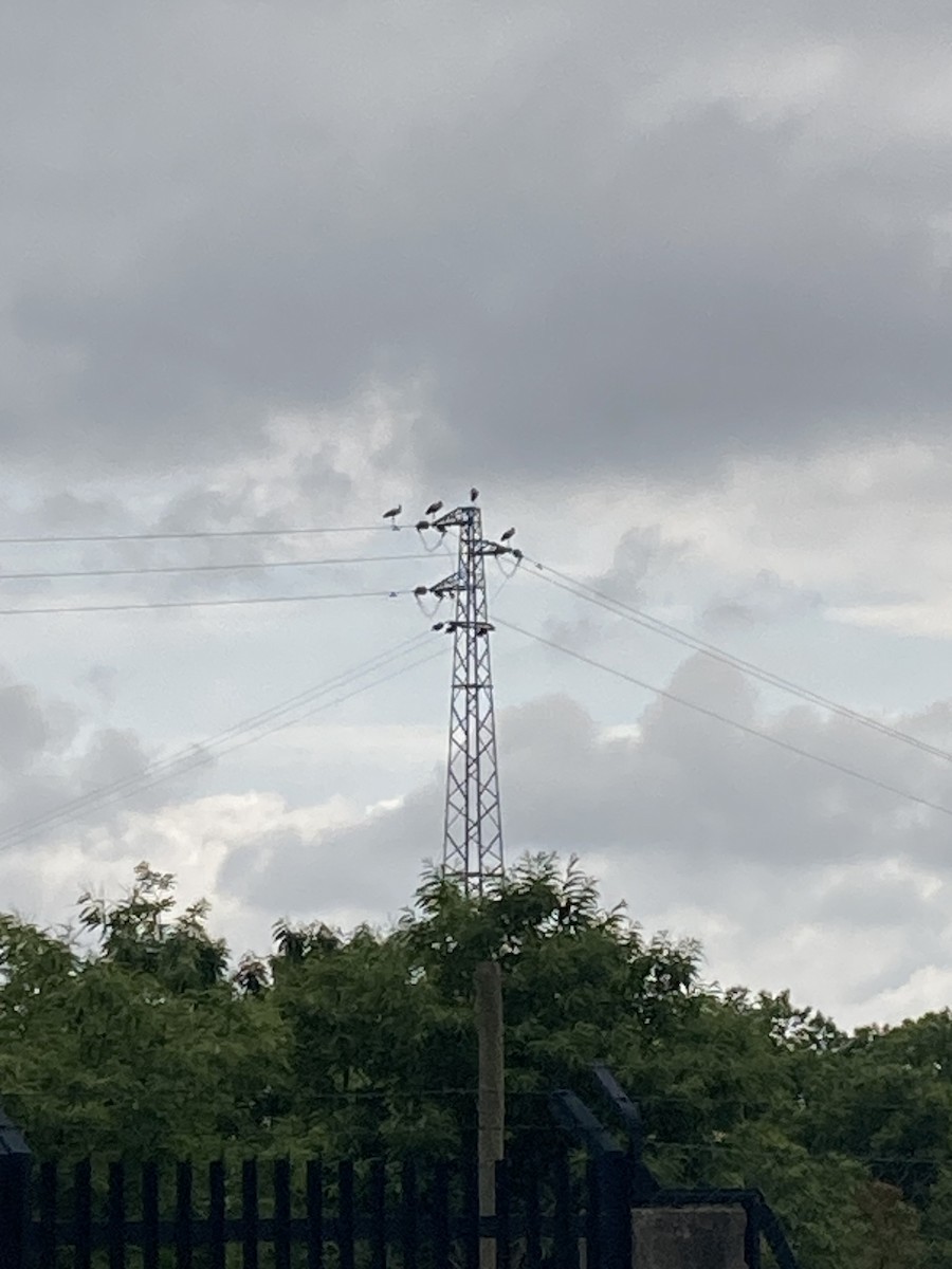 White Stork - ML579534231