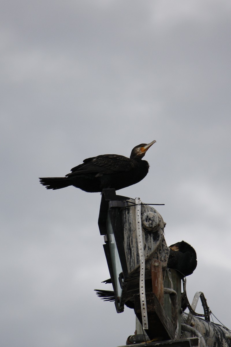 Great Cormorant - ML579534801