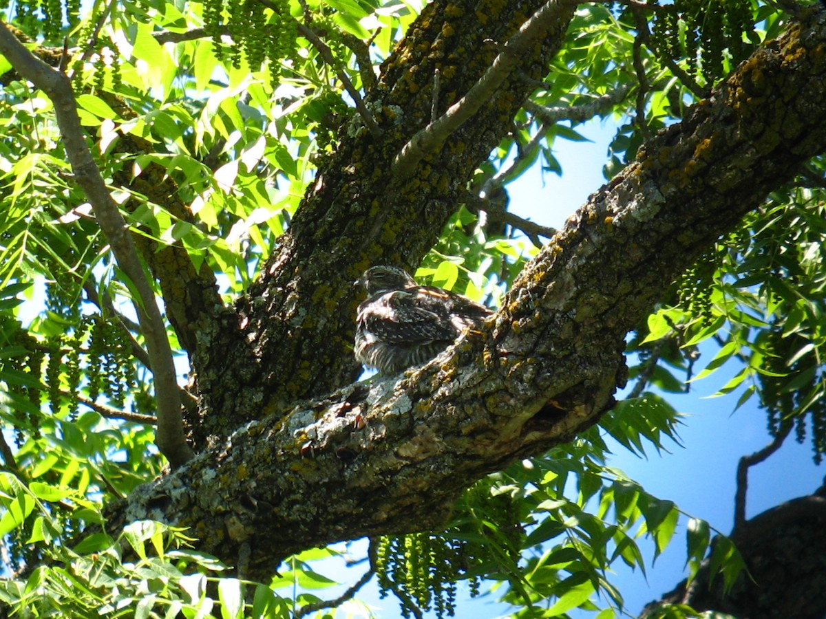 Common Nighthawk - ML57953481