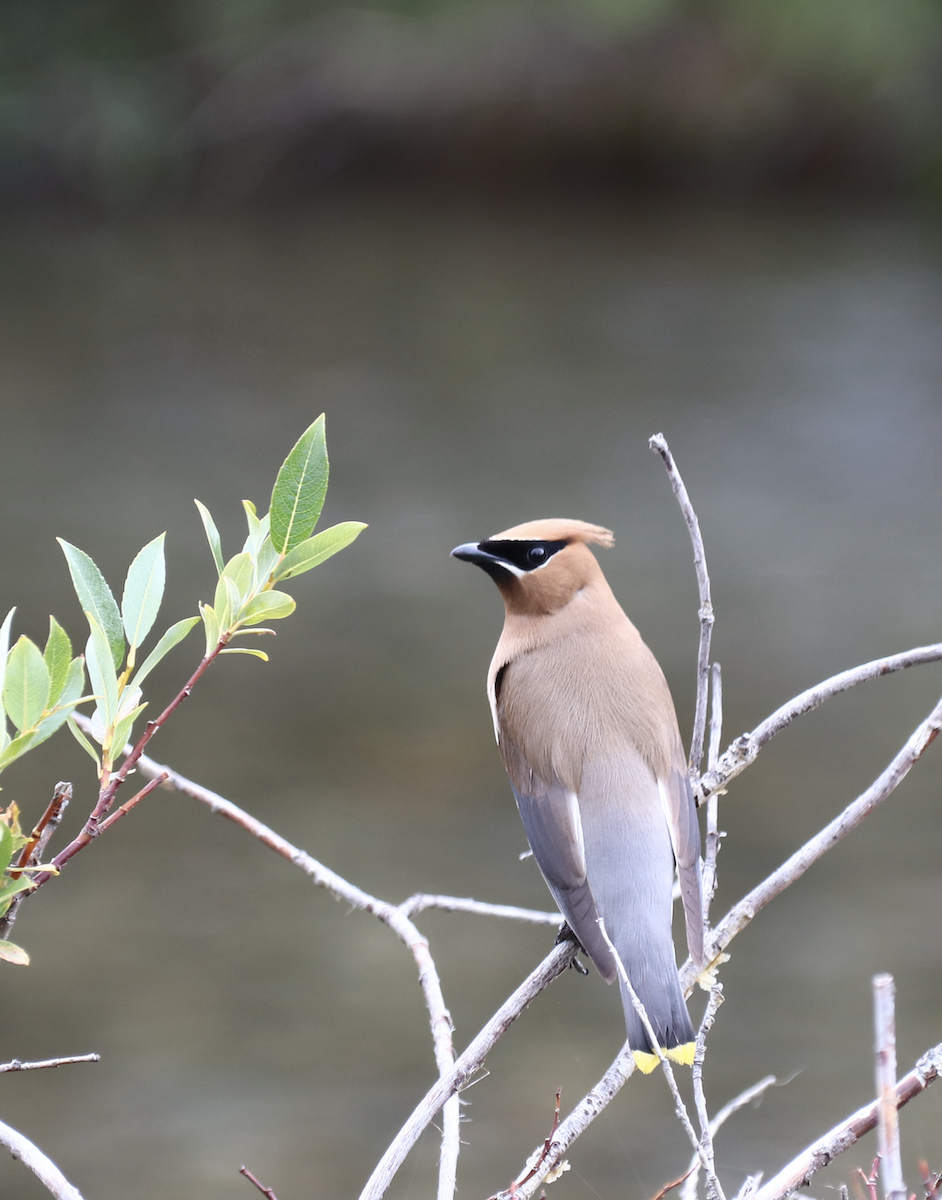 Cedar Waxwing - ML579534891