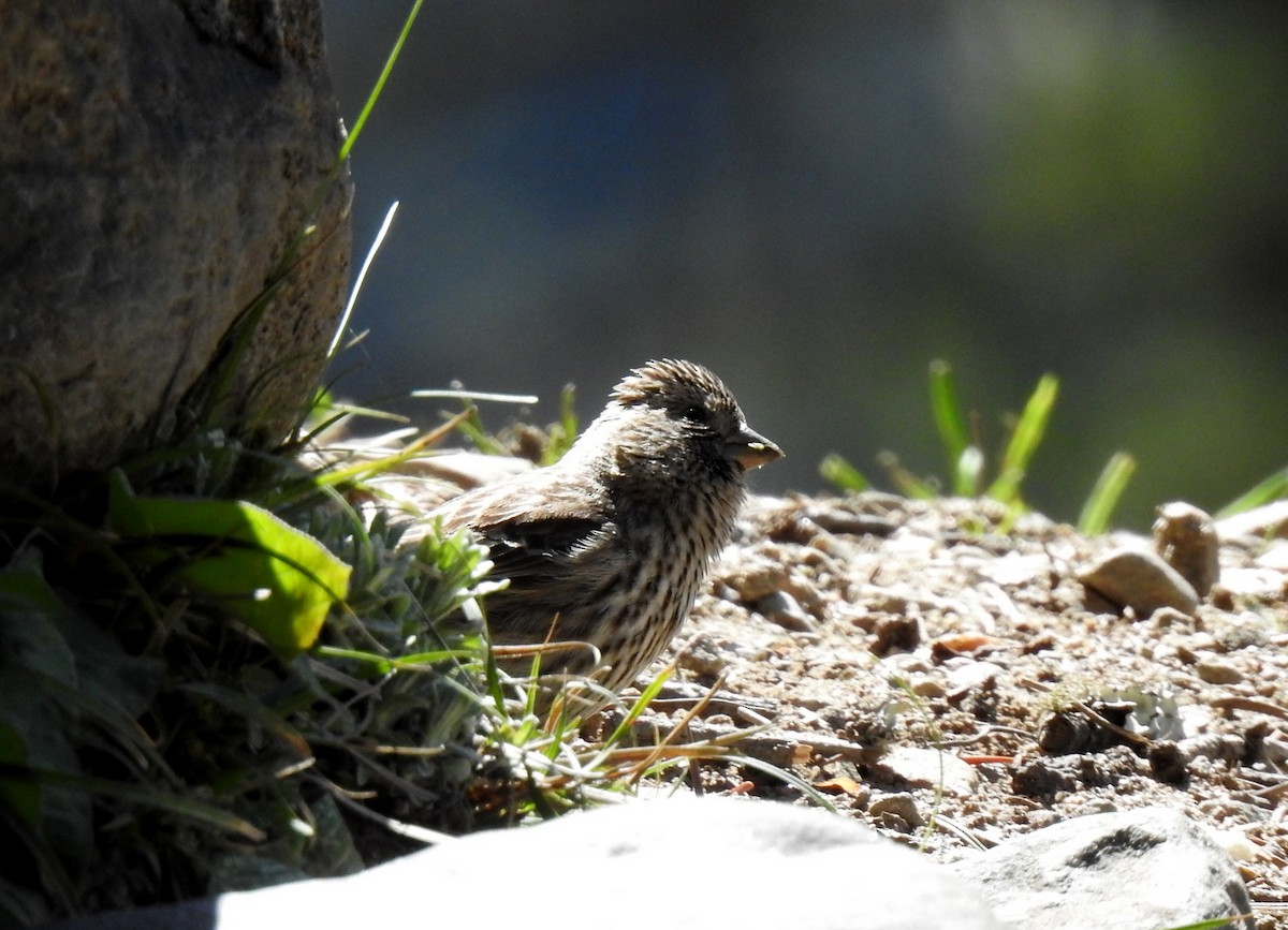 Camachuelo sp. (Carpodacus sp.) - ML579535031