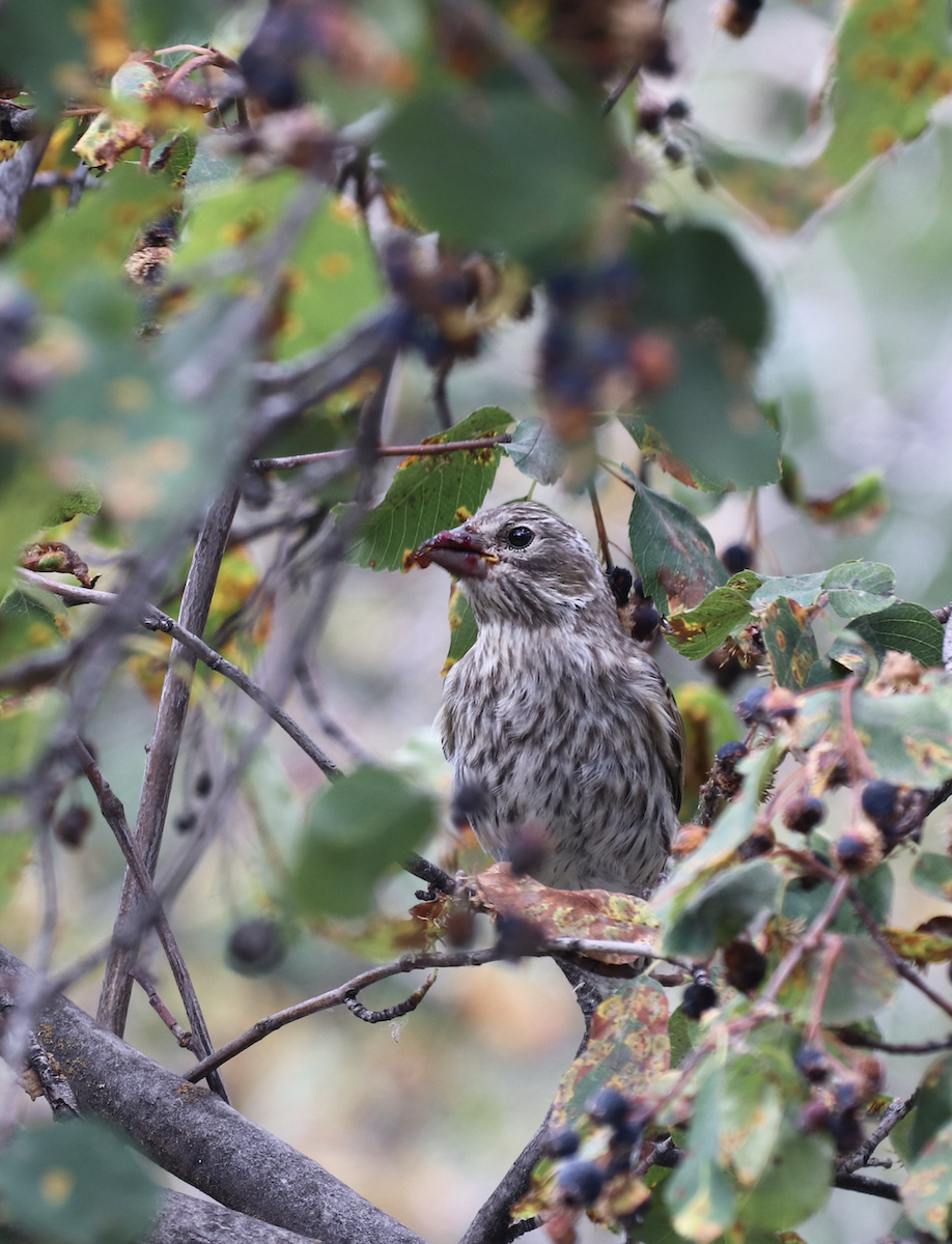 Pine Siskin - ML579535081