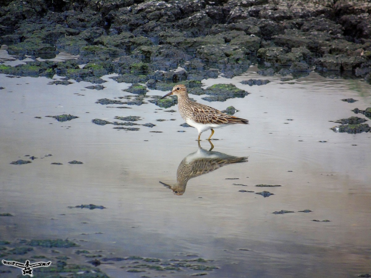 Graubrust-Strandläufer - ML57953531