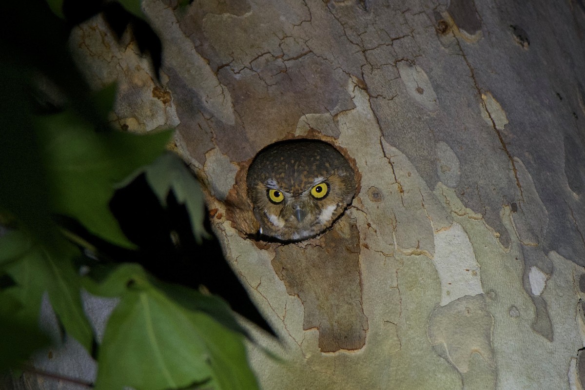 Elf Owl - Cory Gregory