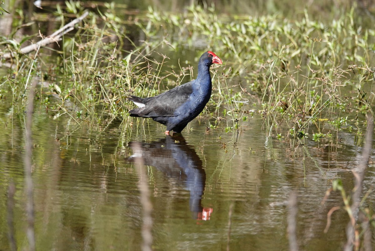 Australasian Swamphen - ML579537531