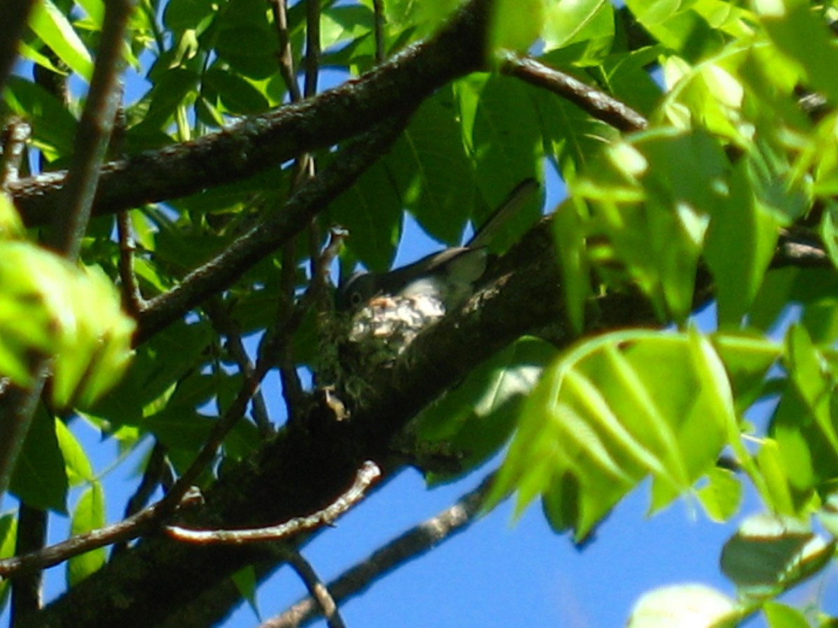 Blue-gray Gnatcatcher - ML57953761