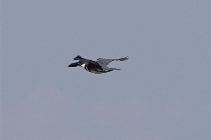 Belted Kingfisher - ML579538011