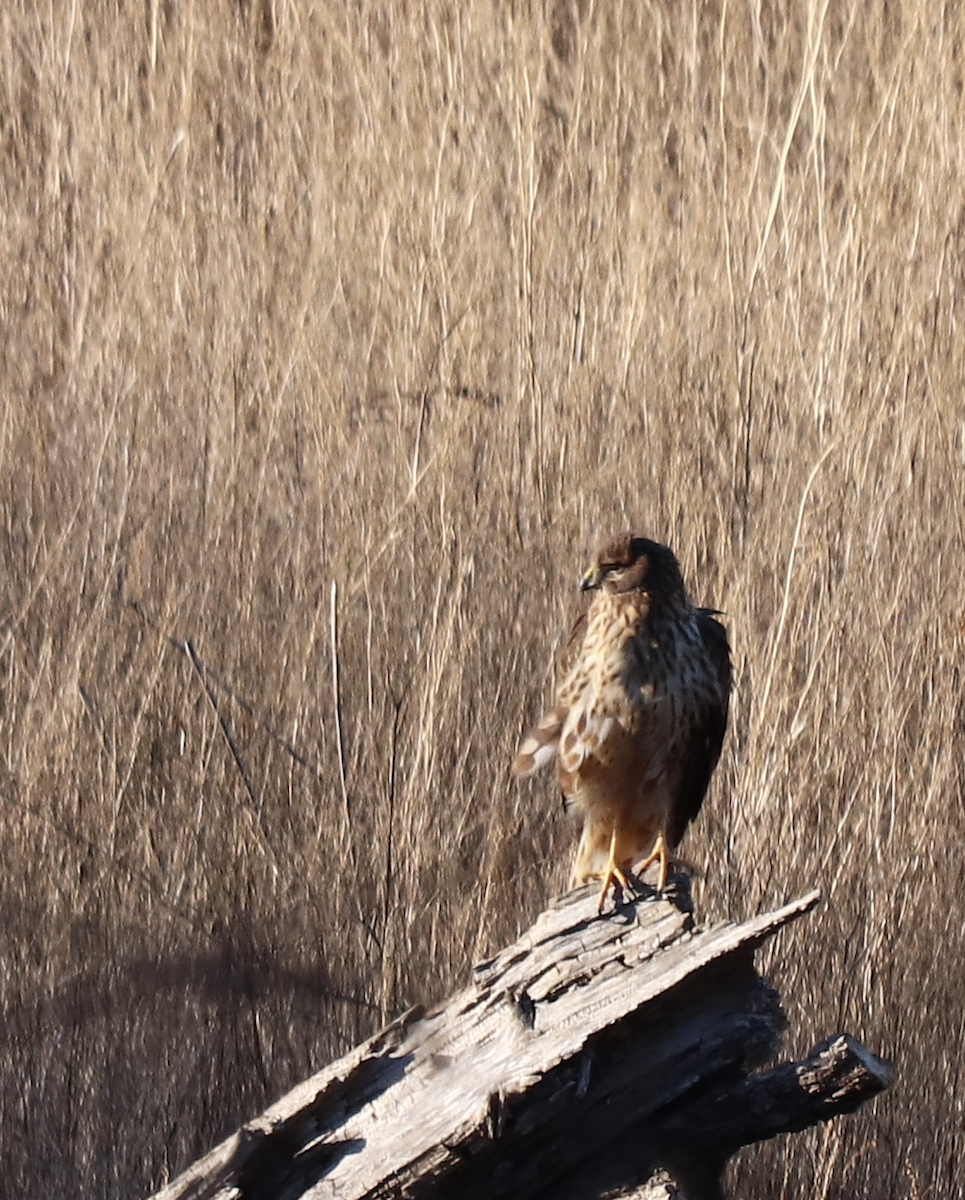 Northern Harrier - Jan-Thijs Menger