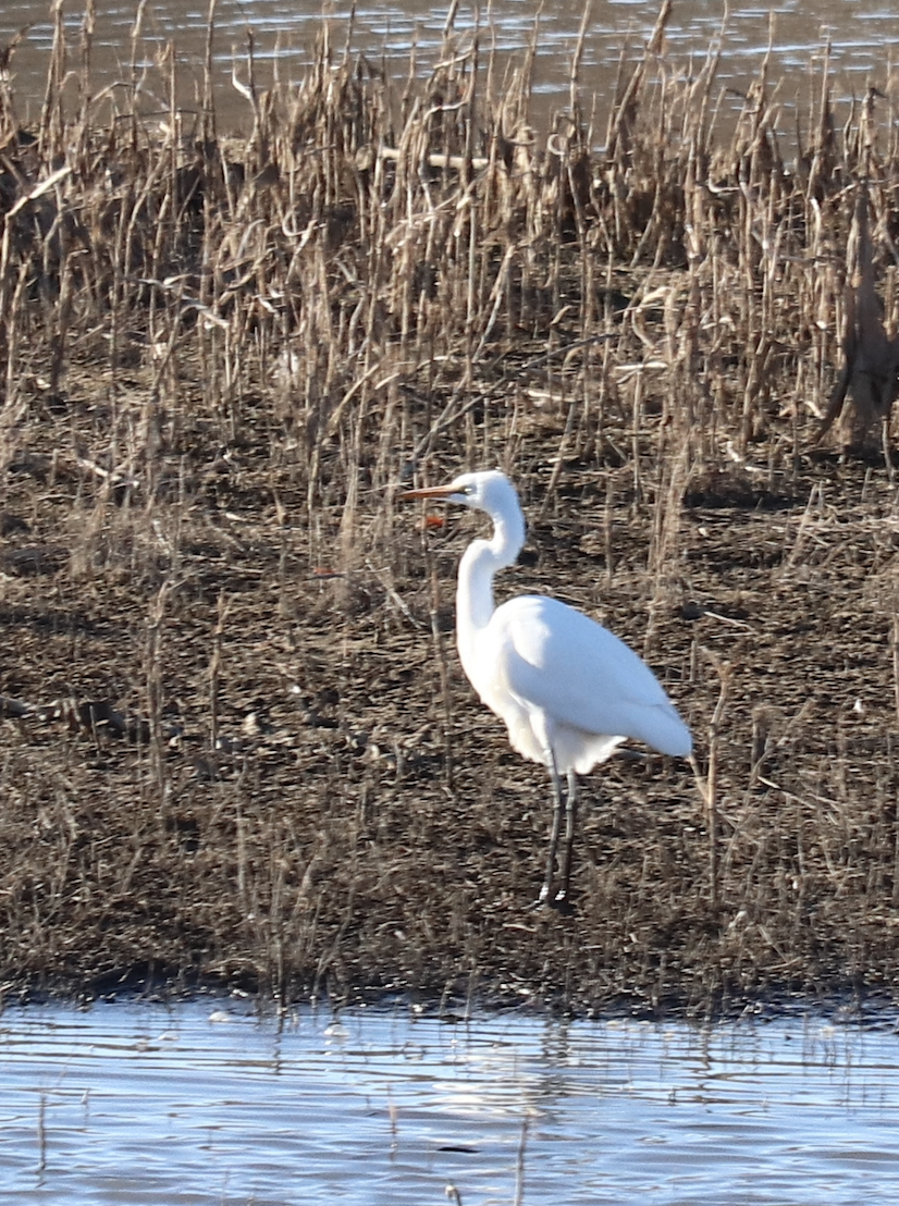 Great Egret - ML579538241