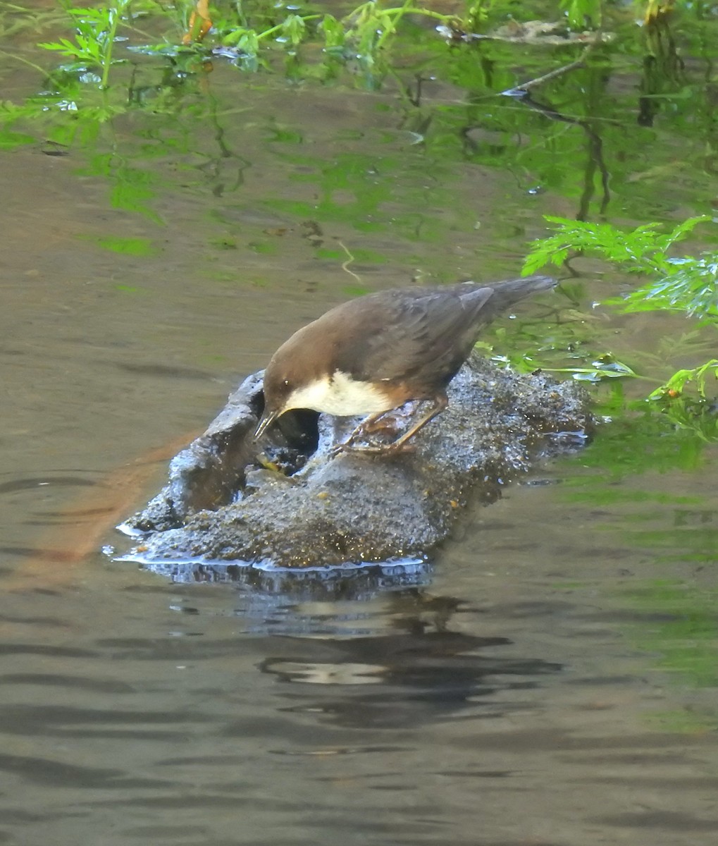 White-throated Dipper - ML579538451