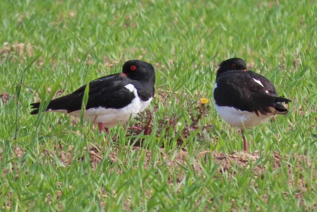 Eurasian Oystercatcher - ML579538561