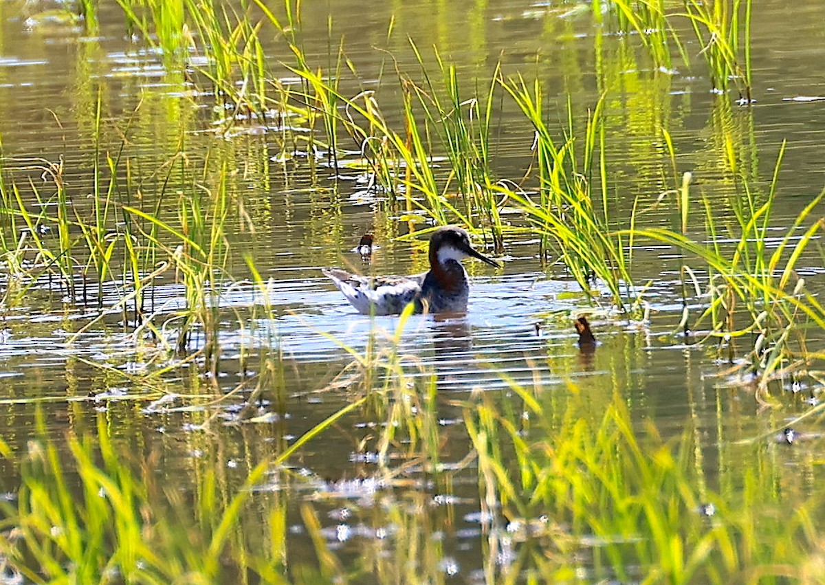 Phalarope à bec étroit - ML579539231