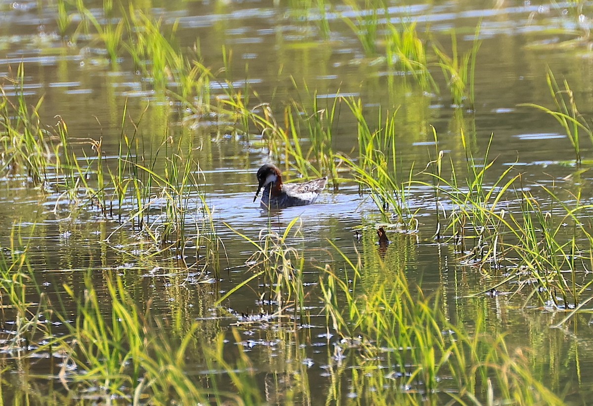 Red-necked Phalarope - ML579539261