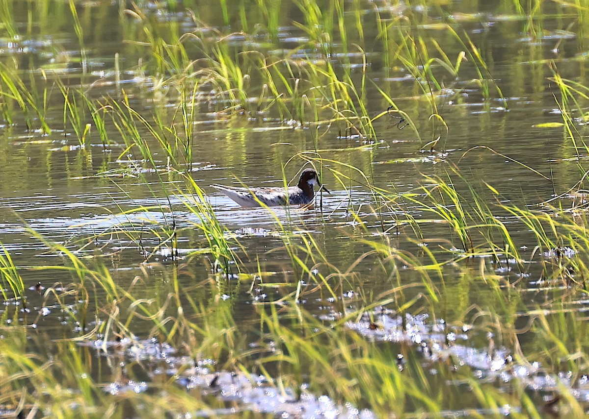 Red-necked Phalarope - ML579539271