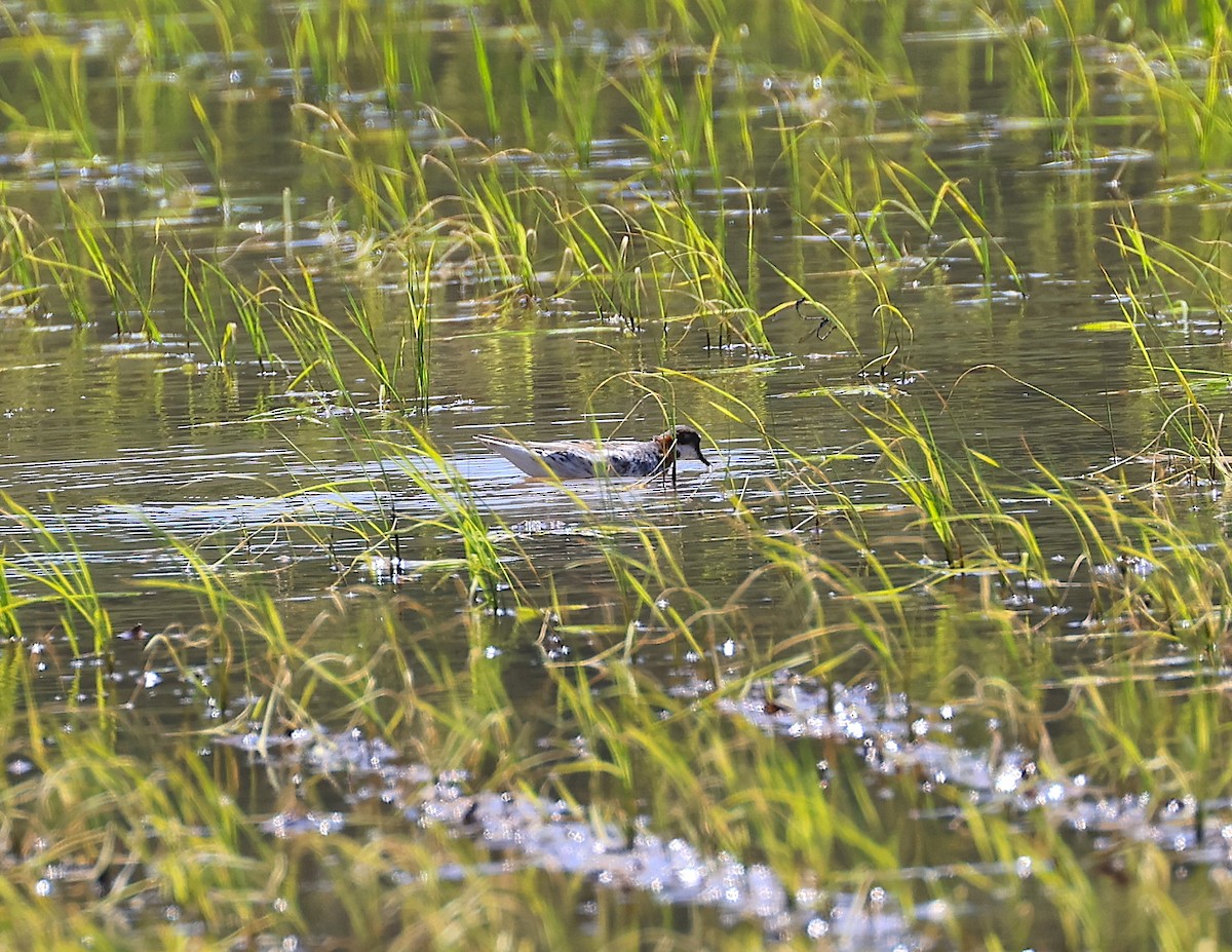 Red-necked Phalarope - ML579539281