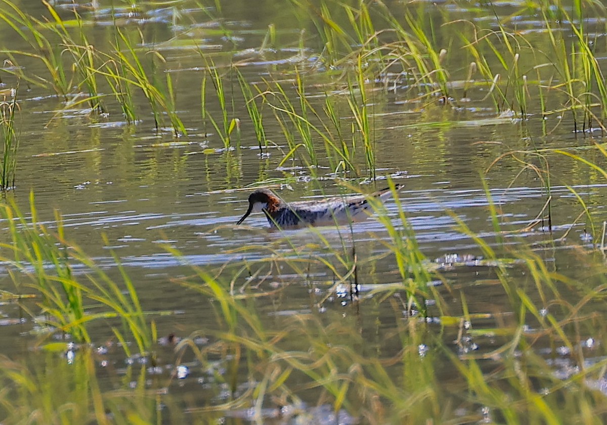 svømmesnipe - ML579539301