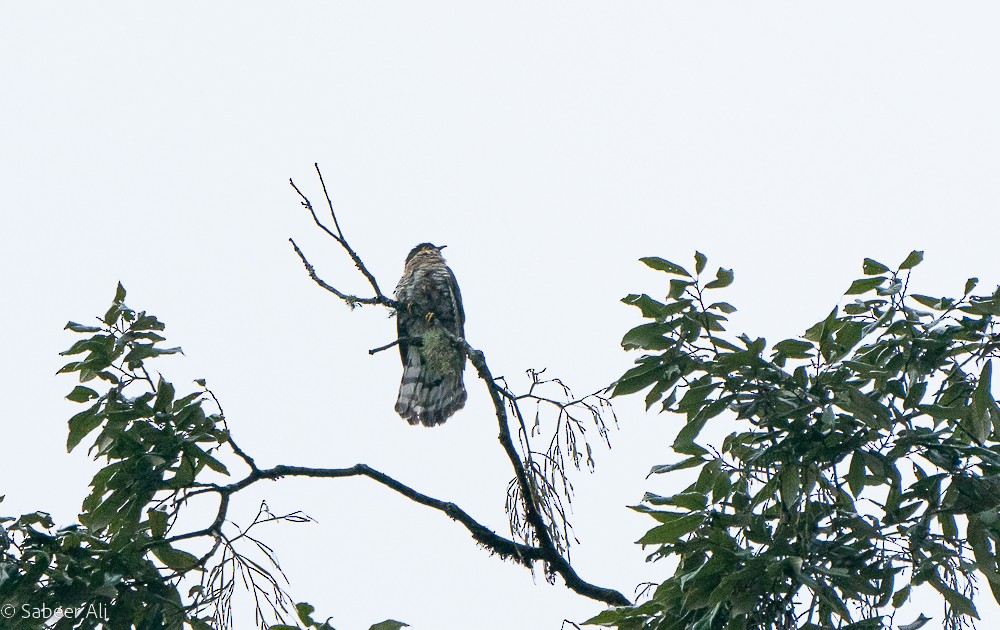 Large Hawk-Cuckoo - ML579539761